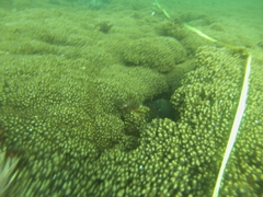 Stegastes acapulcoensis