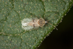 Gargaphia patricia