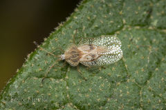 Gargaphia patricia