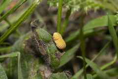 Marchalina hellenica