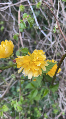Kerria japonica