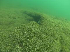 Stegastes acapulcoensis