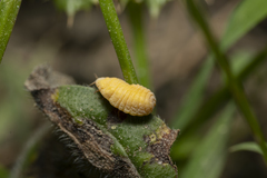 Marchalina hellenica