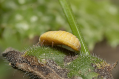 Marchalina hellenica