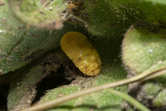 Marchalina hellenica