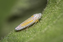 Graphocephala aurora