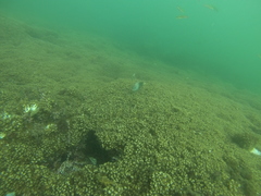 Stegastes acapulcoensis