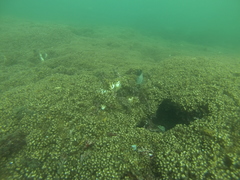 Stegastes acapulcoensis