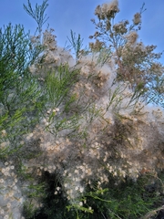 Baccharis sarothroides