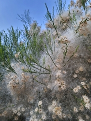 Baccharis sarothroides