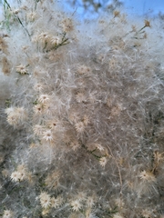 Baccharis sarothroides