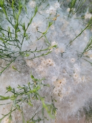Baccharis sarothroides