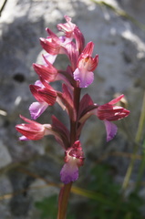 Anacamptis papilionacea