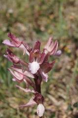 Anacamptis papilionacea