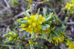 Thymelaea tinctoria nivalis