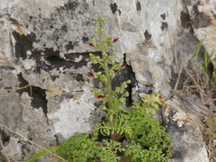 Scrophularia lucida