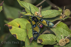 Chrysocale principalis