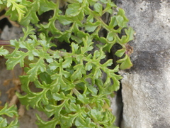 Scrophularia lucida