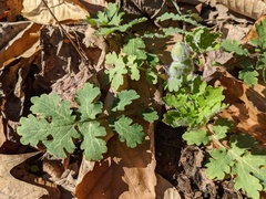 Stylophorum diphyllum