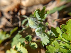 Stylophorum diphyllum