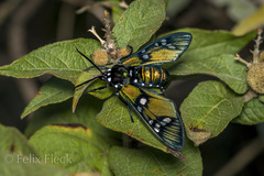 Chrysocale principalis