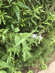Carlowrightia parviflora