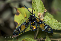 Chrysocale principalis