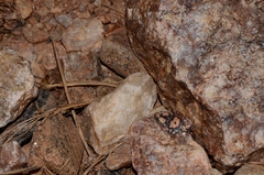 Phrynomantis annectens