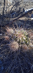 Ferocactus flavovirens