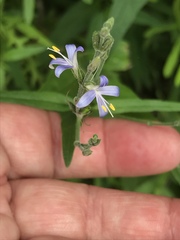 Carlowrightia parviflora