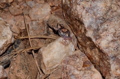 Phrynomantis annectens