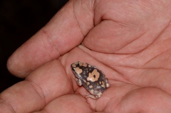 Phrynomantis annectens