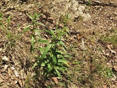 Lithospermum subsetosum
