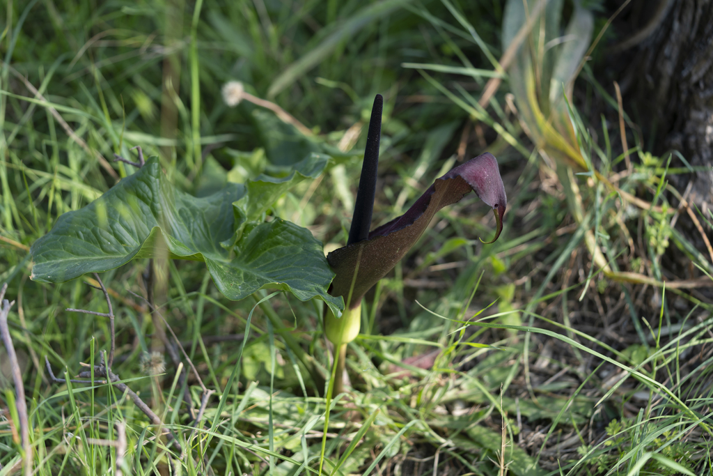 Arum dioscoridis (Arum dioscoridis)