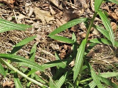 Lithospermum subsetosum