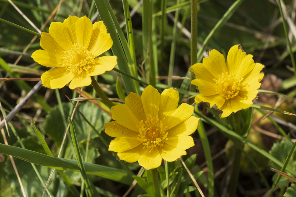 Anemone de Caen
