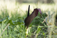 Arum dioscoridis