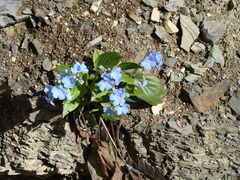 Omphalodes cappadocica