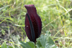 Arum dioscoridis
