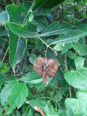 Callaeum psilophyllum