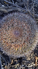 Mammillaria mystax
