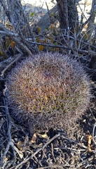 Mammillaria mystax