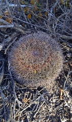 Mammillaria mystax