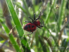Alpaida quadrilorata