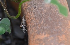 Menemerus bivittatus