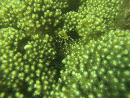 slate pencil urchin