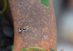 Menemerus bivittatus