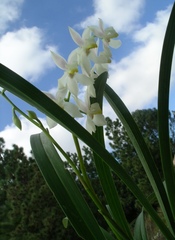 Cuitlauzina pulchella