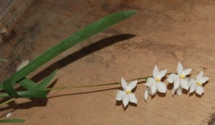 Cuitlauzina pulchella