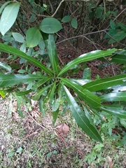 Pouteria salicifolia